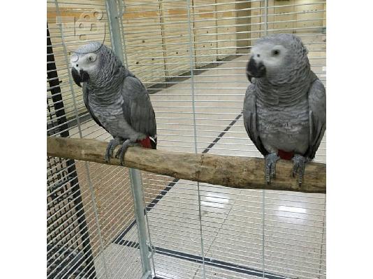 Αφρικανικοί γκρι παπαγάλοι 100€